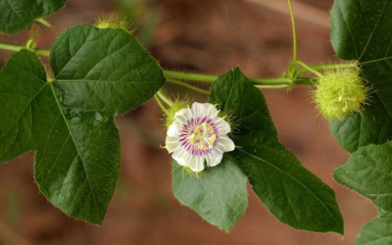 cây lạc tiên có tác dụng gì