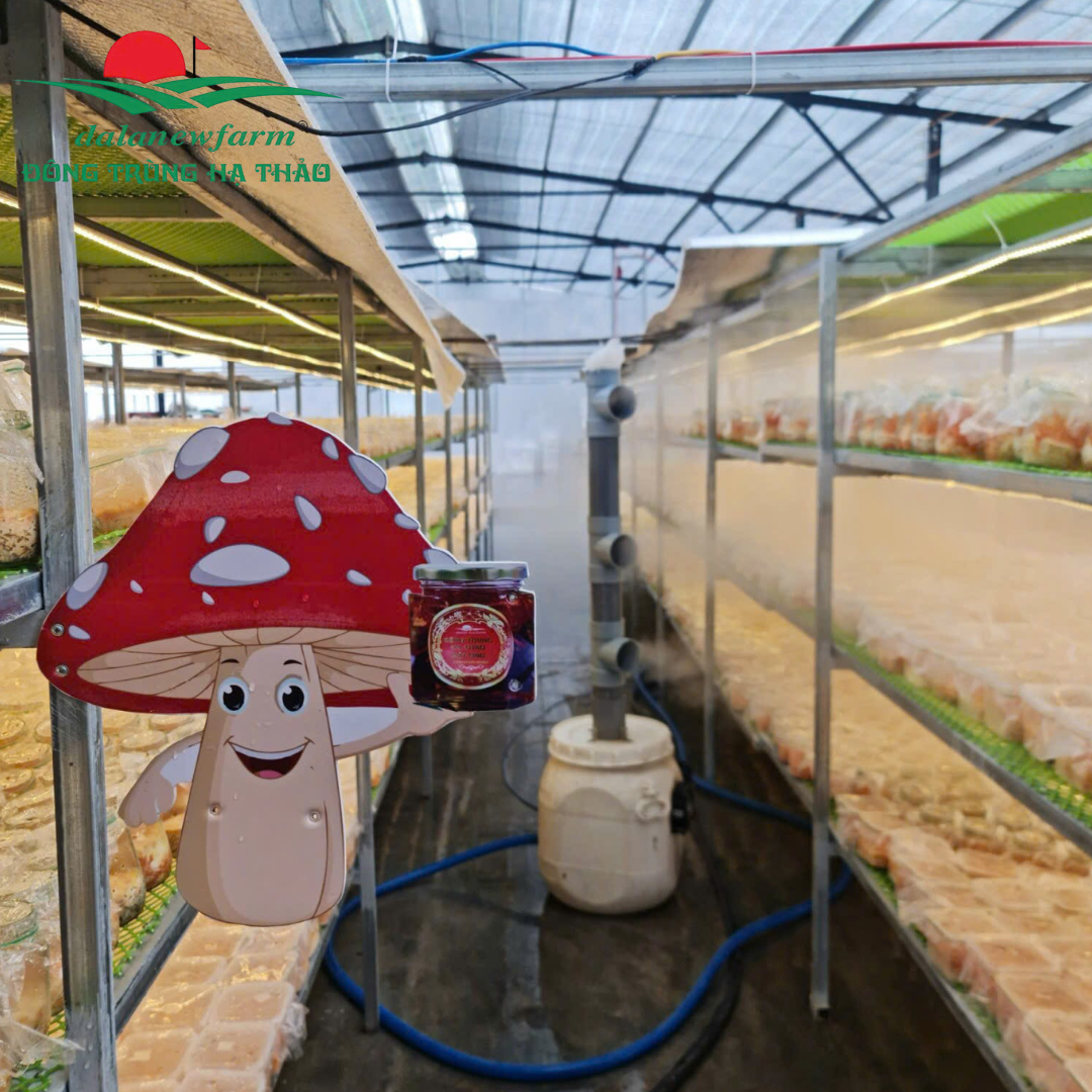 [COMBO] Xuân Tửu Cát Tường Dalanewfarm (1 Rượu ĐTHT 350ml + 1 Hồng Treo Gió 150g + 1 Trà Mix Vị hộp 3 gói + 1 Trà ĐTHT Atiso 10 gói + 1 Trà ĐTHT 10 gói )