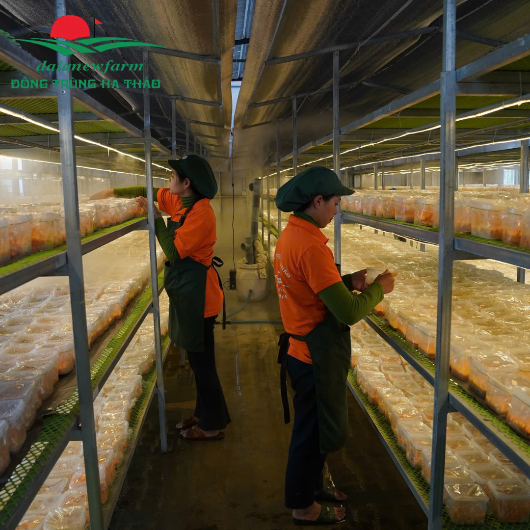 [COMBO VIP] Nhộng Trùng Thảo Tinh Tuyển Dalanewfarm (6 Ống Nhộng Trùng Thảo)