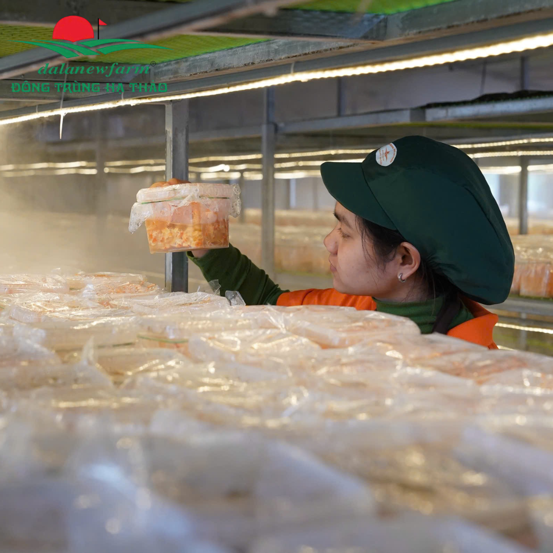 Đông trùng hạ thảo mật ong Dalanewfarm | Khỏe từ bên trong – Đẹp từ bên ngoài