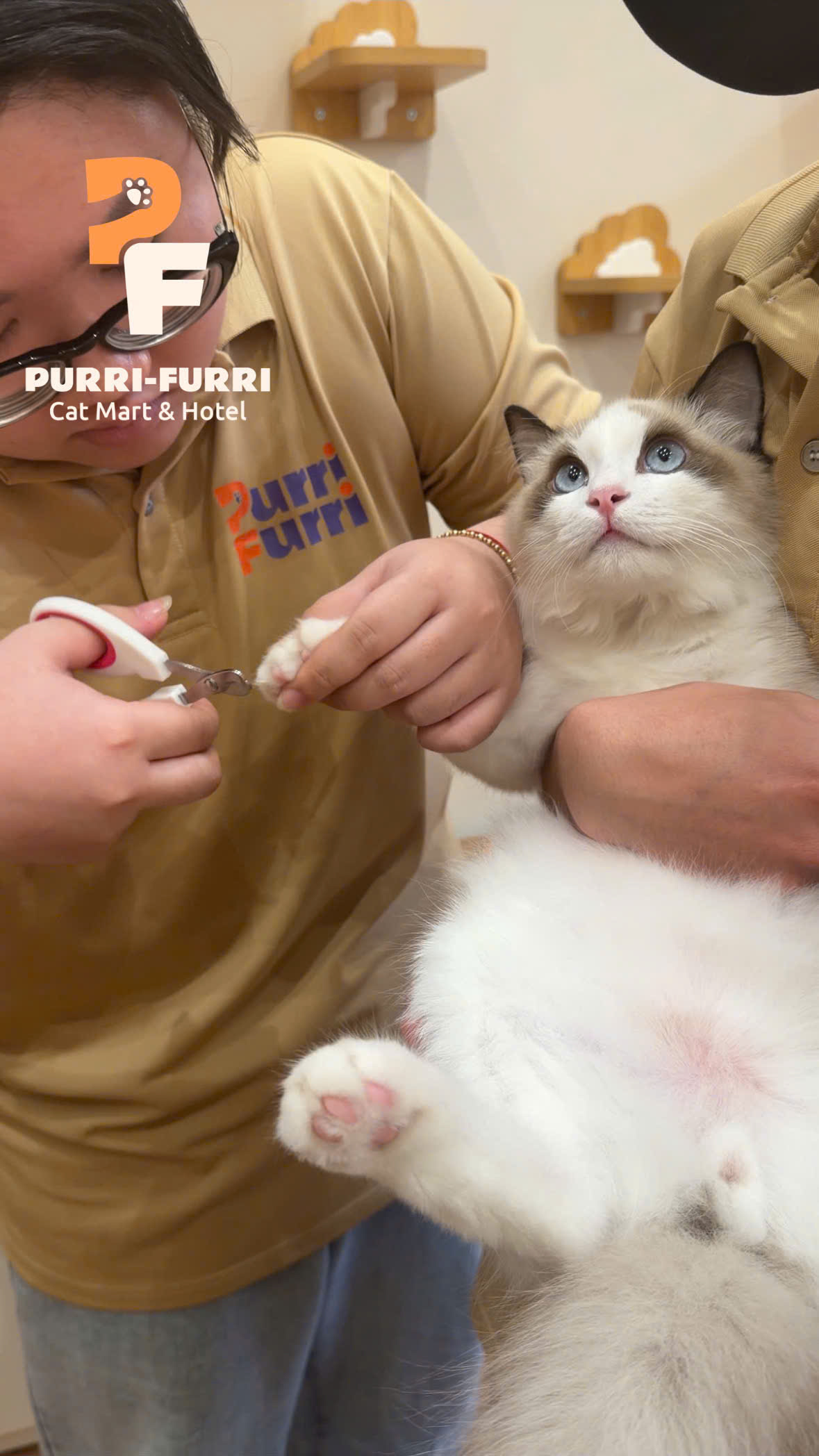 PURRI FURRI - KHÔNG CHỈ LÀ ''GIỮ MÈO'' MÀ CÒN LÀ '' YÊU THƯƠNG''