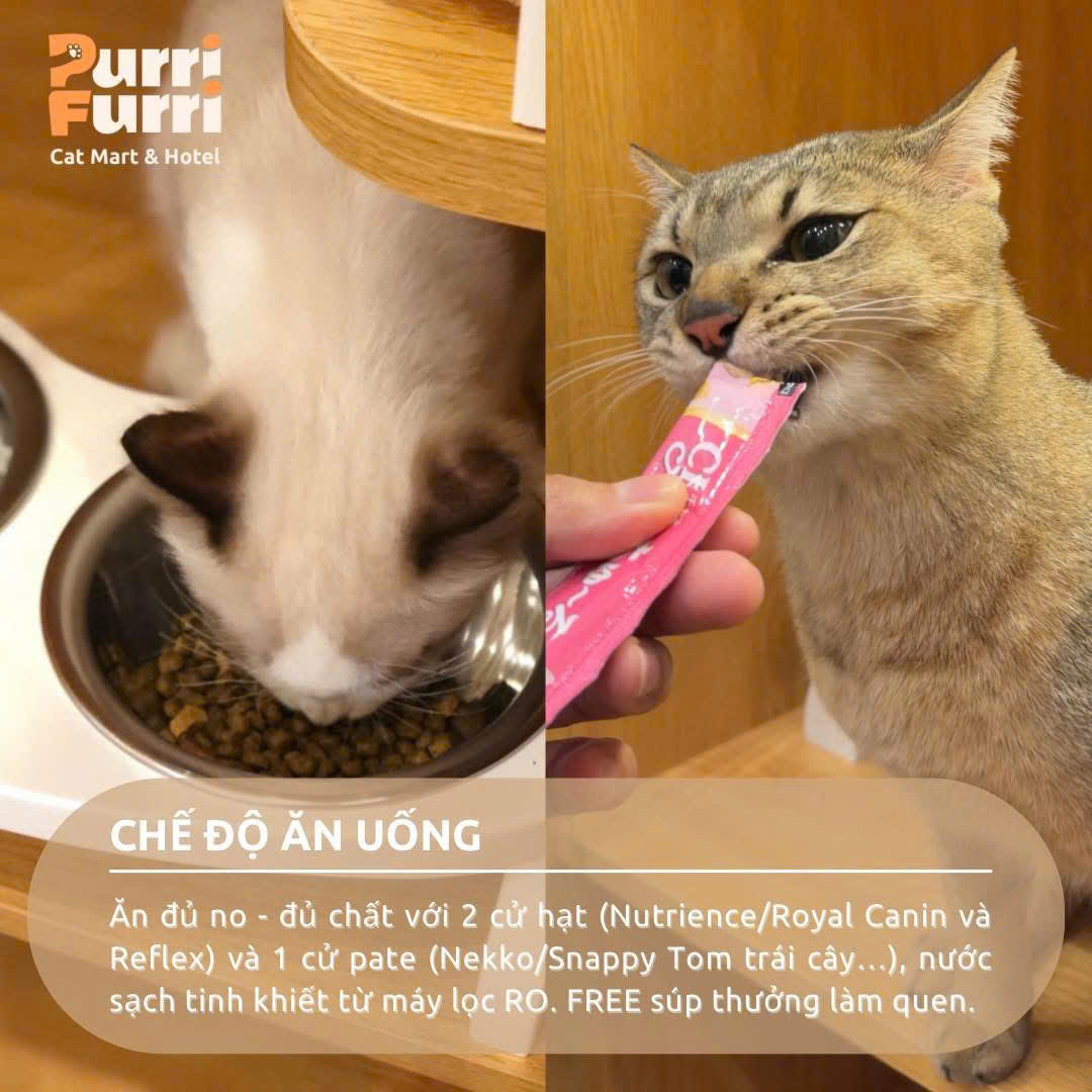 PURRI FURRI - ĂN NGON ĐỦ CHẤT NHƯ CƠM MẸ NẤU