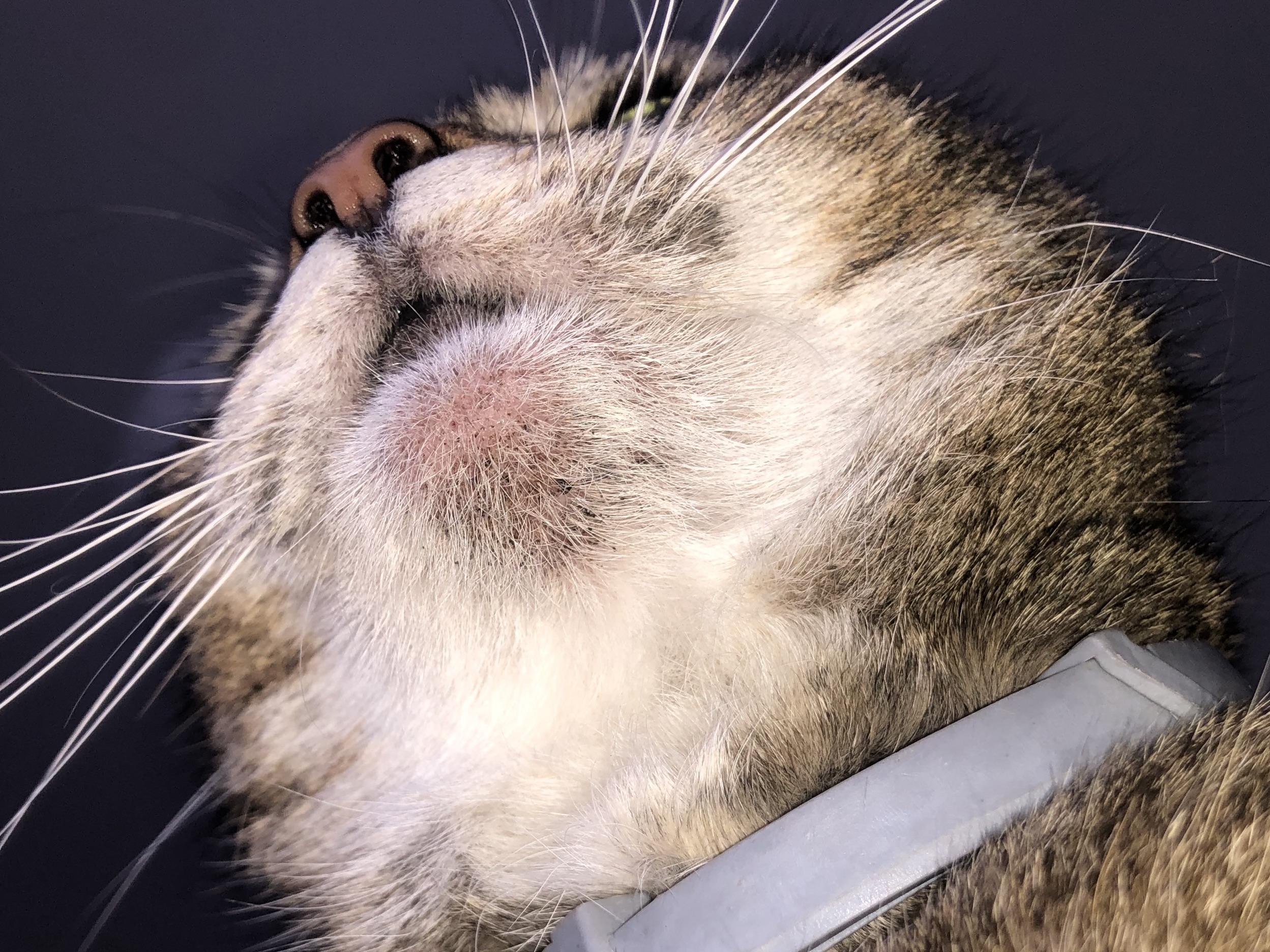 Mụn Cằm Ở Mèo - Nguyên Nhân Và Hướng Xử Lý