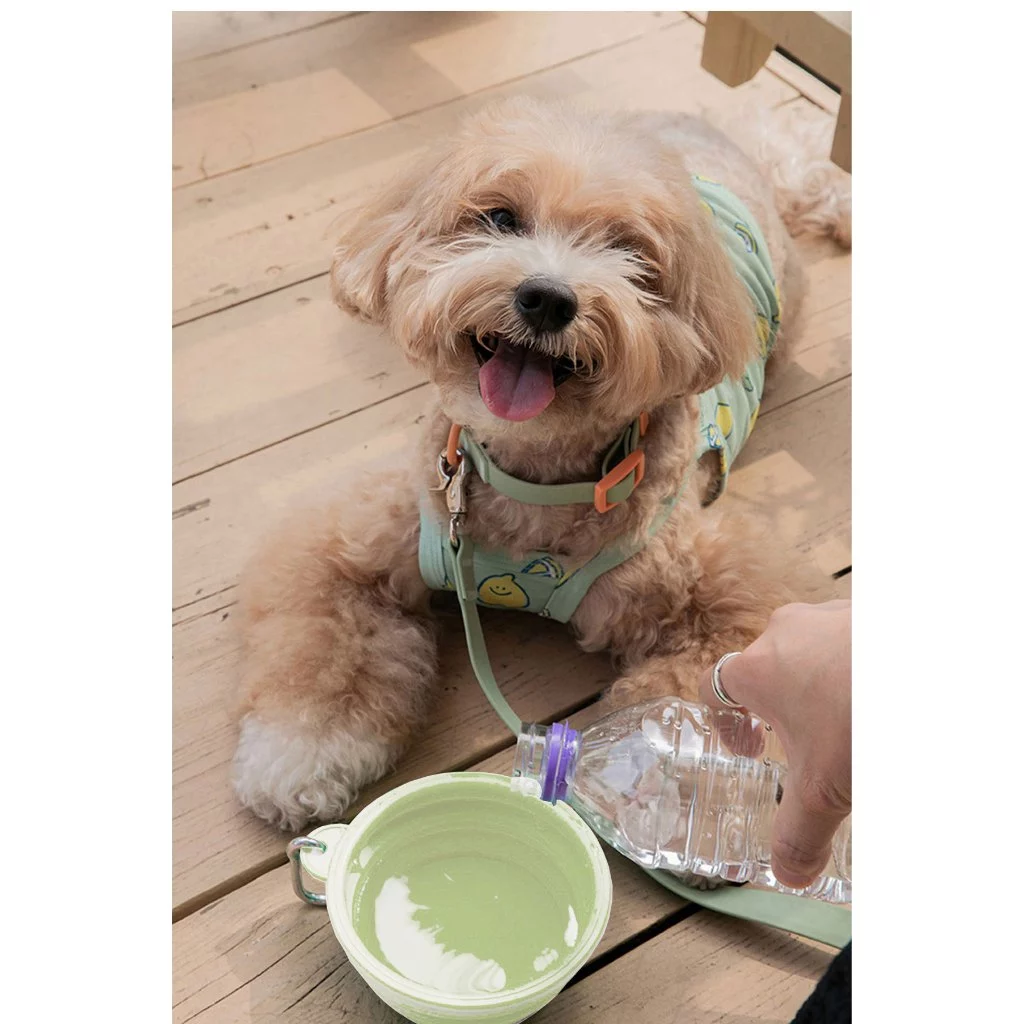 Chén Ăn Gấp Gọn Cho Thú Cưng