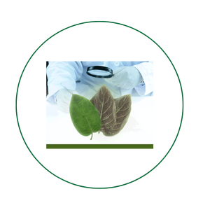 Phân tích thành phần hóa học của Lá mơ lông Việt Nam