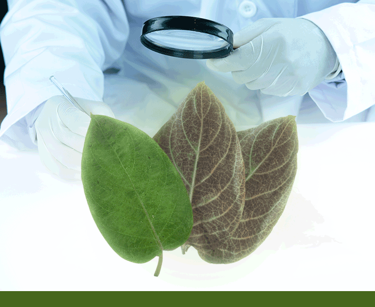 Phân tích thành phần hóa học của lá mơ lông Việt Nam