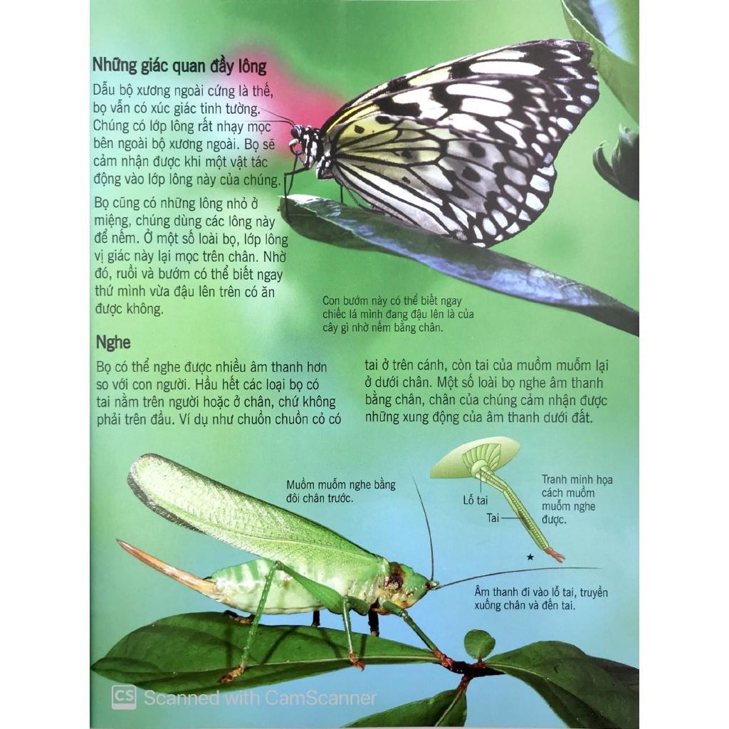 Sách - Bách Khoa Tri Thức Về Khám Phá Thế Giới Cho Trẻ Em - Các Loài Sâu Bọ - Đinh Tị