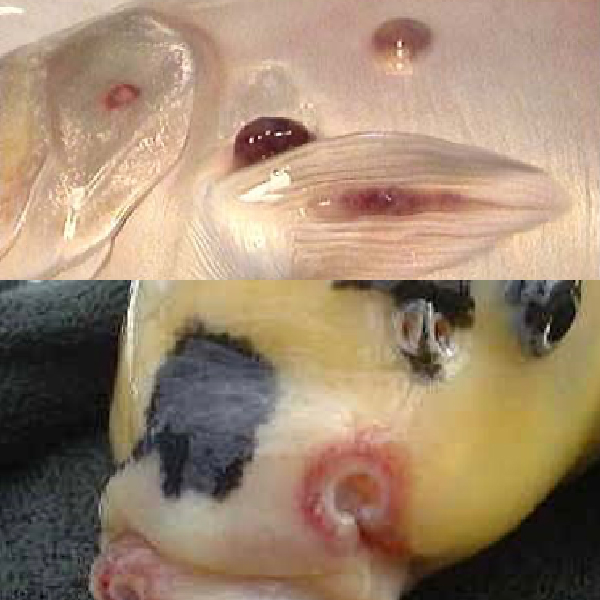Cách điều trị bệnh nấm hạt Dermocystidium trên cá Koi