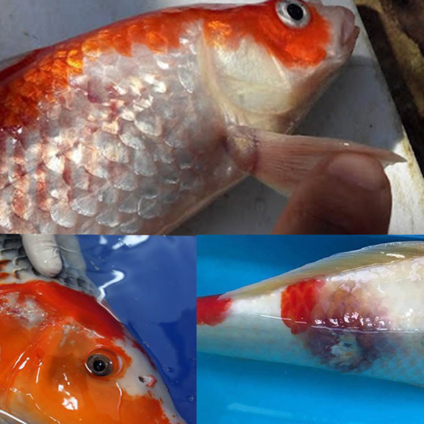 Cách điều trị bệnh đỏ mình, lở loét trên cá koi
