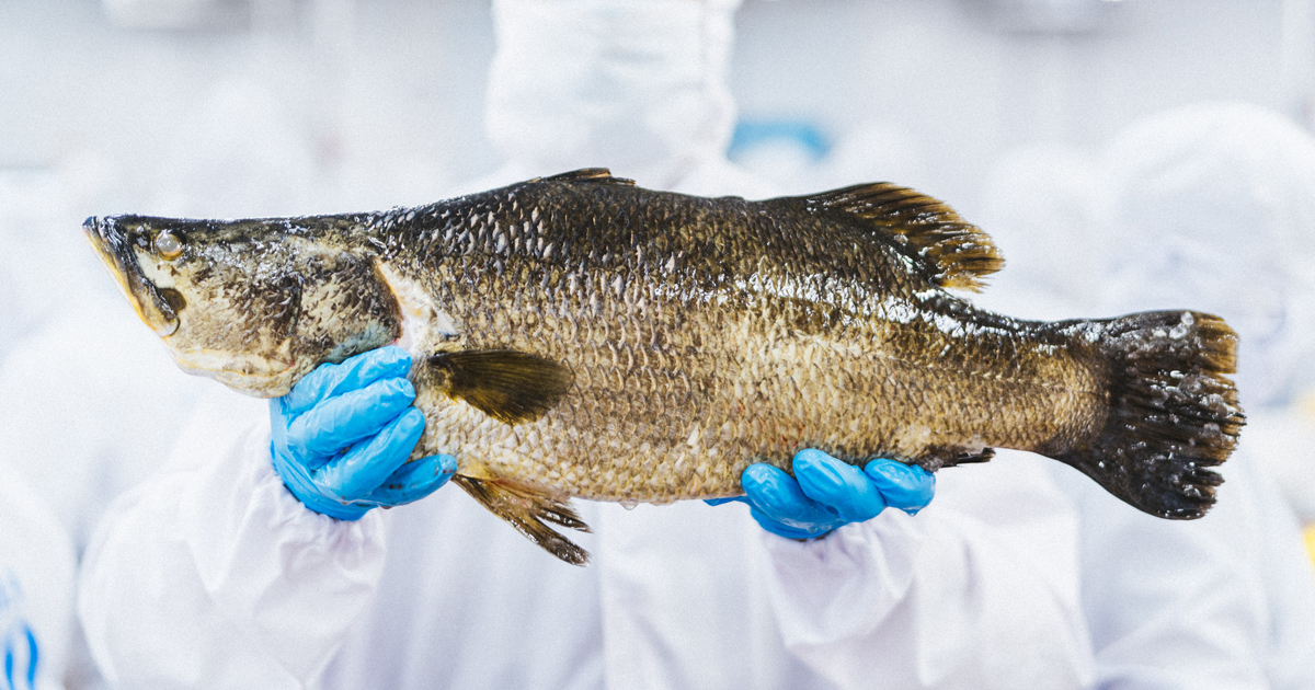 Hành trình cá vược đại dương The Better Fish® tới bữa cơm người Việt