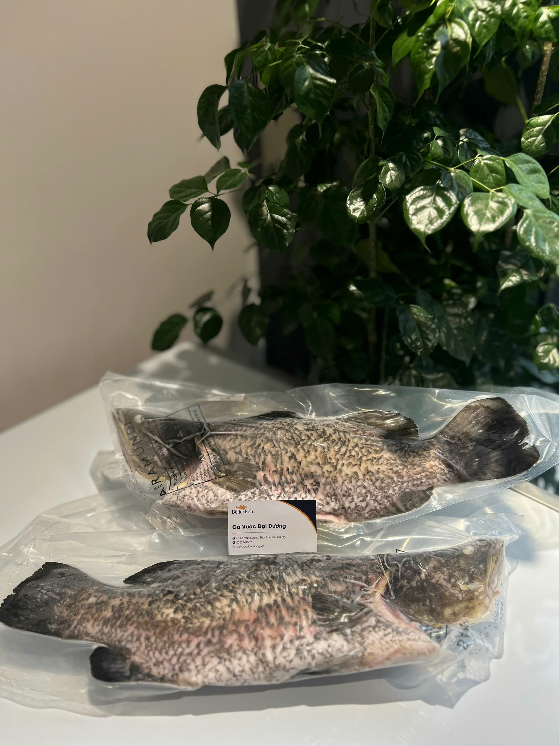 Cá Vược The Better Fish® Nguyên Con Đông Lạnh