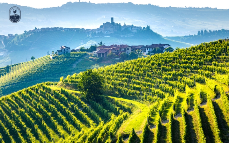 Rượu vang Chile giá bao nhiêu? Bảng giá theo thương hiệu và dòng rượu