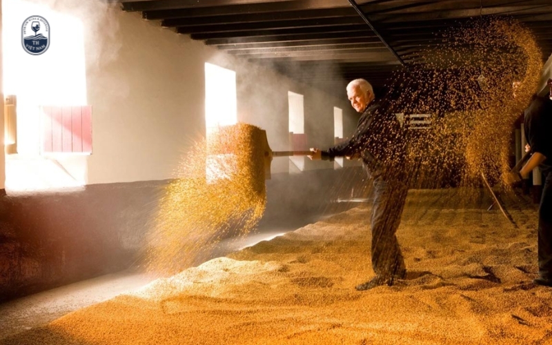 Các bước chính trong công nghệ sản xuất whisky