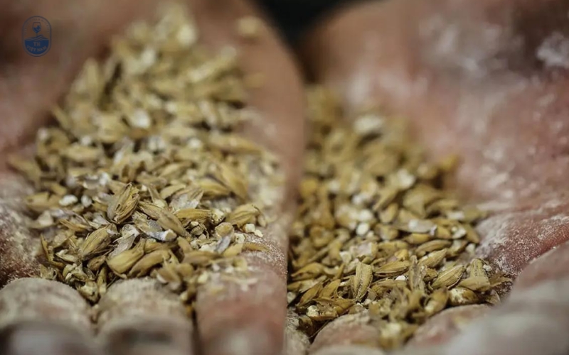 Các bước chính trong công nghệ sản xuất whisky