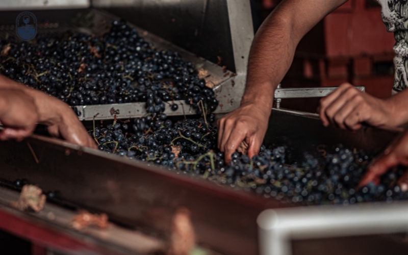 Rượu vang trắng là gì và quy trình sản xuất có gì đặc biệt