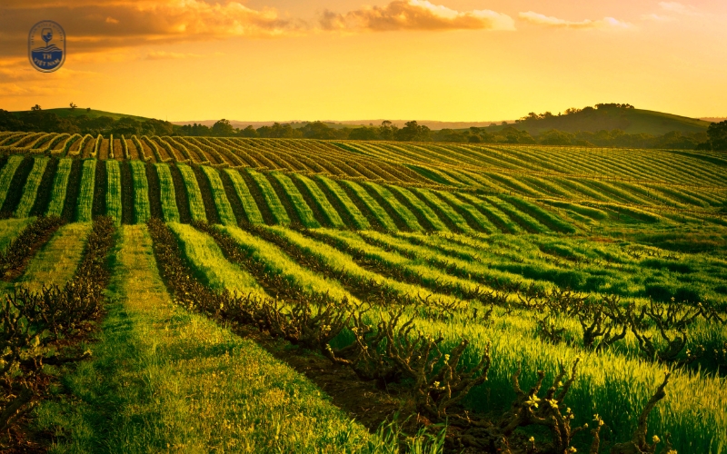 Điều kiện thổ nhưỡng của vùng rượu vang Nam Phi