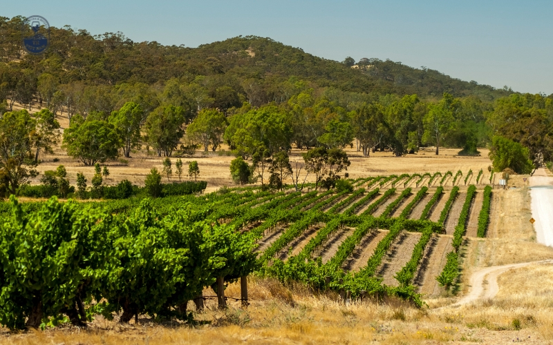 Các vùng rượu nổi tiếng ở Nam Phi