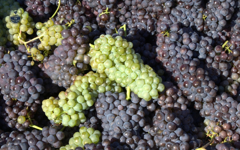 Giống nho