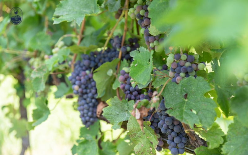 Một số giống nho làm rượu vang Nam Phi