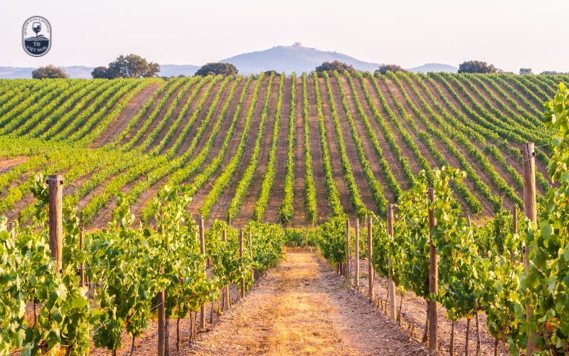 Nguồn gốc – Champagne chỉ có thể đến từ một nơi duy nhất