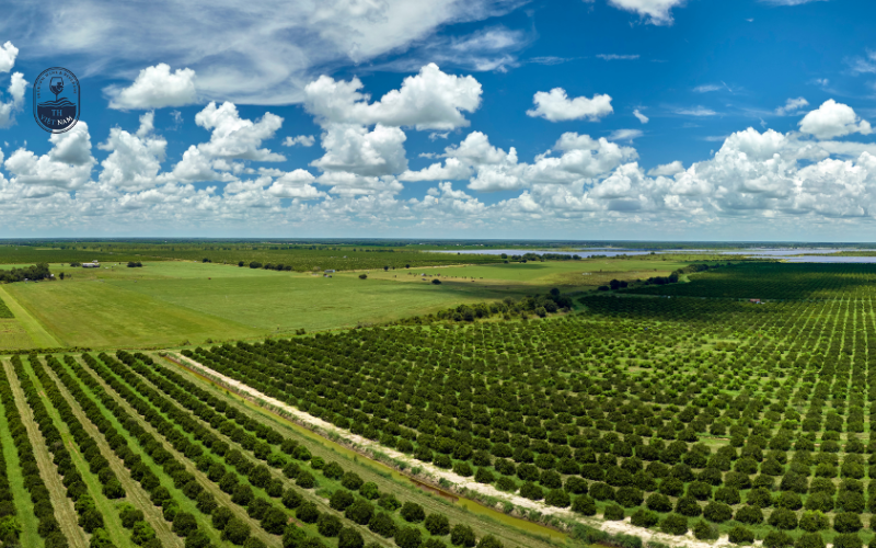 Khí hậu đa dạng tạo điều kiện trồng nho lý tưởng