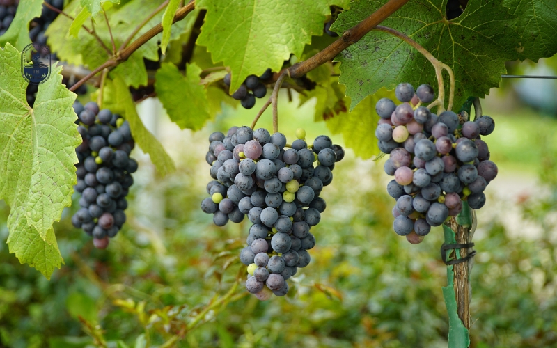 Lịch sử và truyền thống sản xuất vang