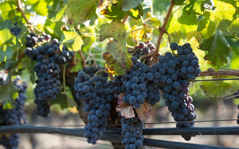 Các cấp độ rượu vang Chile