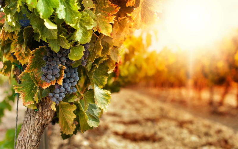 Tiêu chí để đánh giá rượu vang đỏ ngon