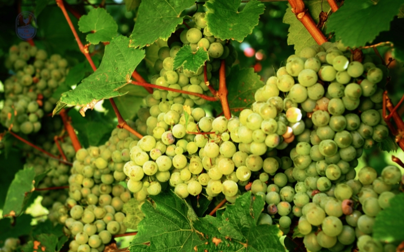Giống nho sử dụng