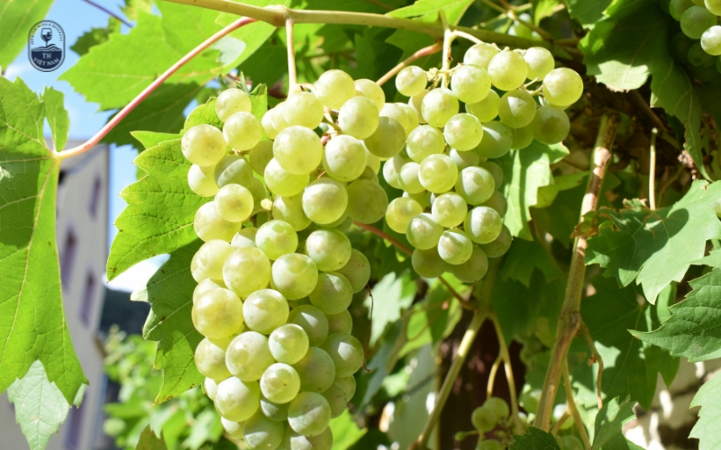 Các giống nho phổ biến tại Pháp