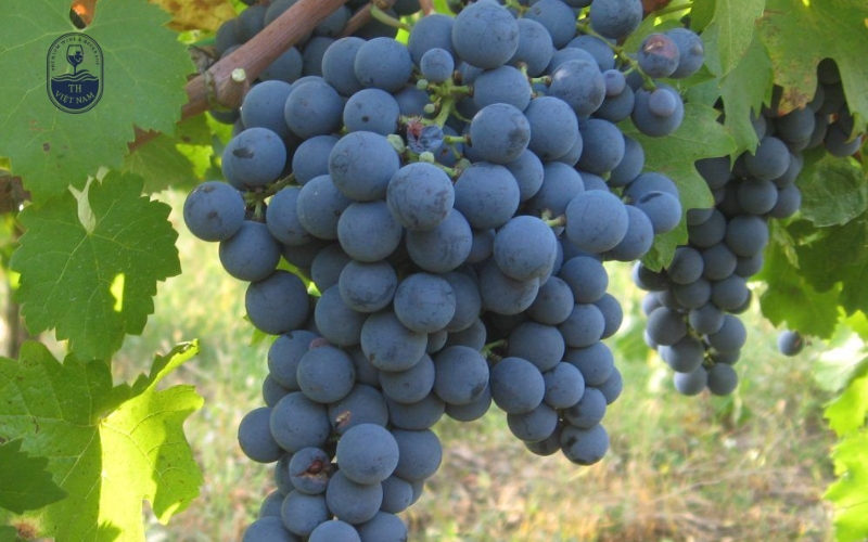 Carmenere
