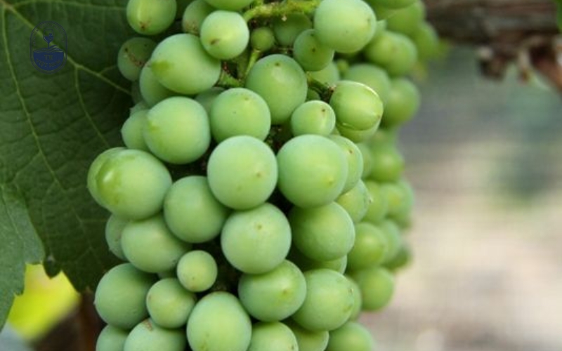 Chenin Blanc