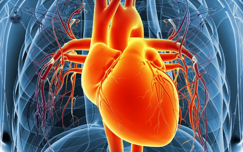 Công Dụng Của Rượu Vang Đối Với Sức Khỏe