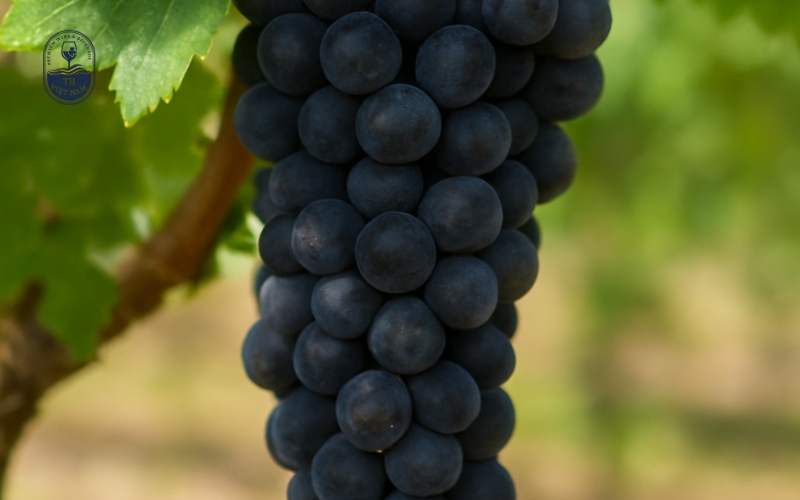 Grenache (Garnacha)