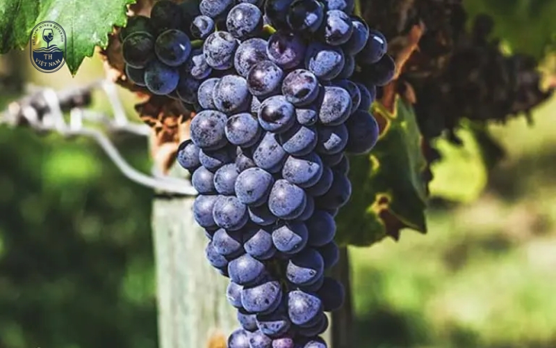 Sangiovese