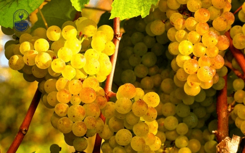 Semillon