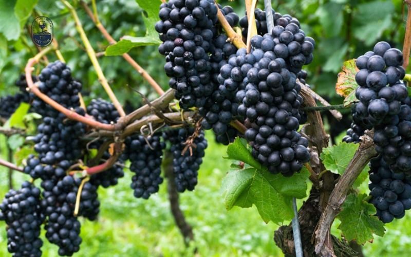 Tổng quản chi tiết rượu vang làm từ nho Pinot Noir