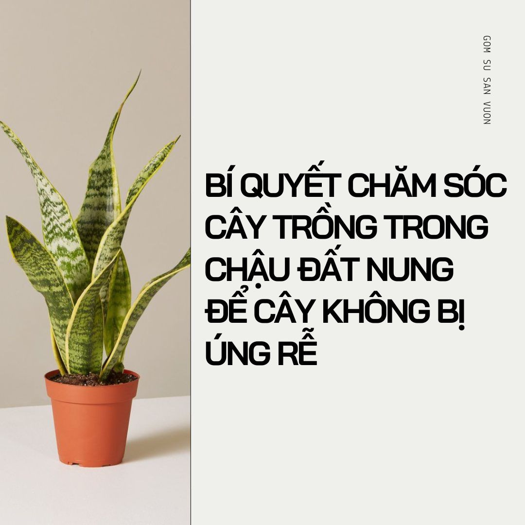 BÍ QUYẾT CHĂM SÓC CÂY TRỒNG TRONG CHẬU ĐẤT NUNG ĐỂ CÂY KHÔNG BỊ ÚNG RỄ