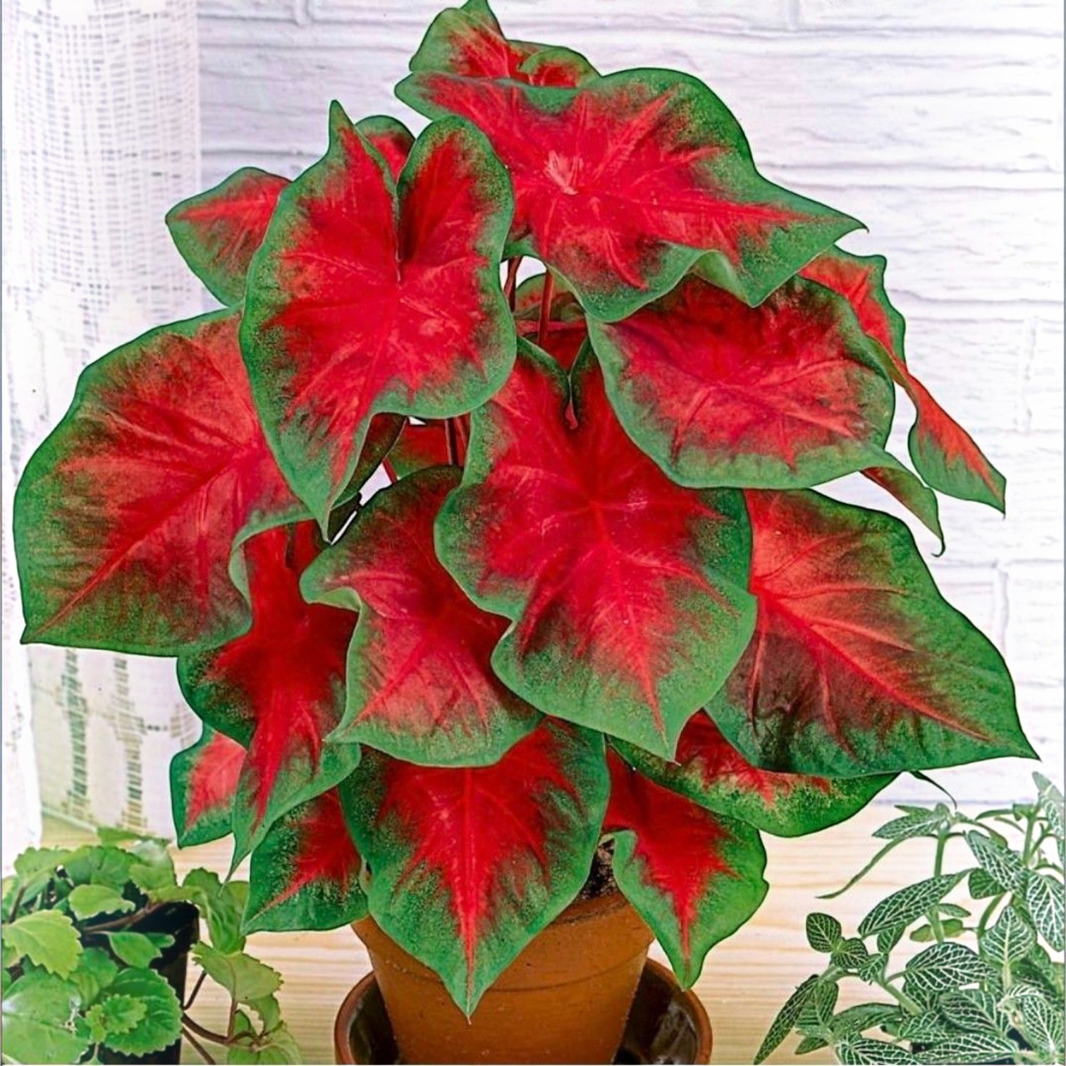 7 GIỐNG CALADIUM PHỔ BIẾN - VẺ ĐẸP RỰC RỠ TỪ NHỮNG TÁN LÁ