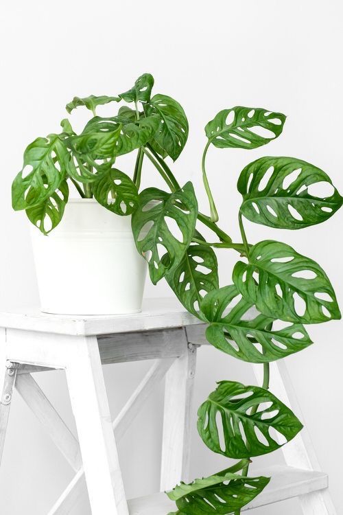 8 Dòng Kiểng Lá Phổ Biến Ở Việt Nam