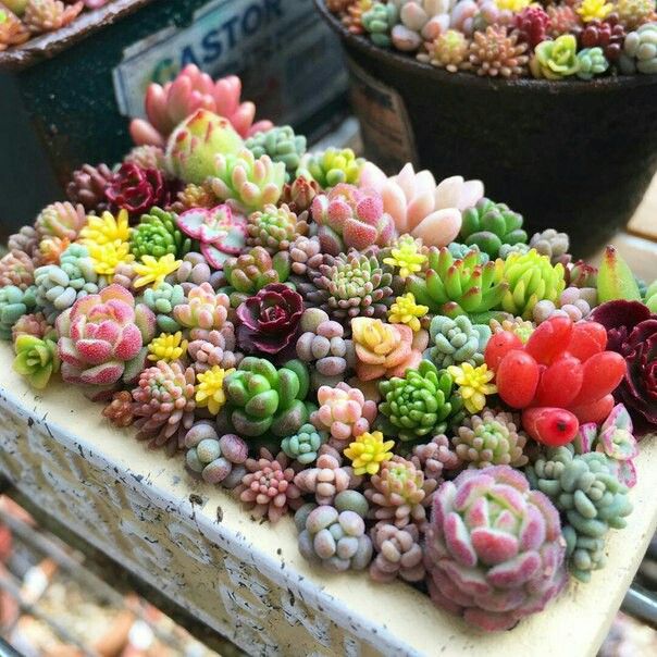 Tổng Hợp Các Loại Sen Đá, Tên Gọi Và Phân Loại Sen Đá - Phần 2