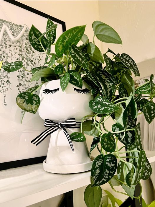 Tin tức Sự Kết Hợp Đầy Nghệ Thuật Giữa Chậu Gốm Đất Nung và Kiểng Lá: Khi Tự Nhiên và Thủ Công Giao Hòa
