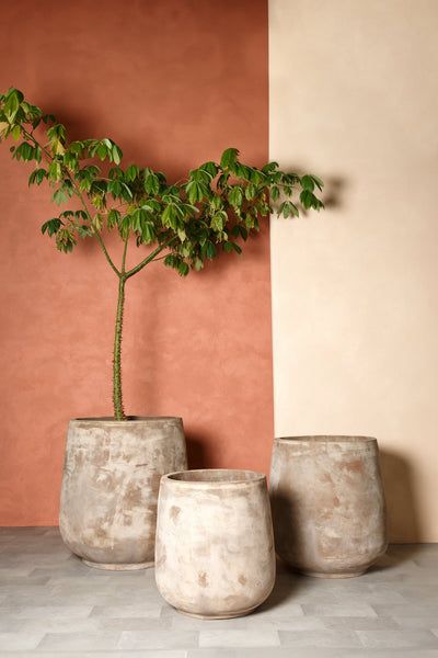 Xu Hướng Mang Không Gian Xanh Vào Nhà