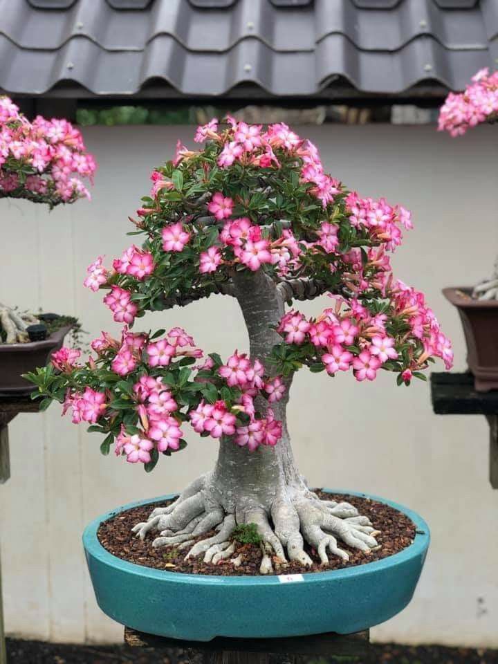 Cây Cảnh Sân Vườn Và Cách Bố Trí Ngoại Cảnh Sân Vườn