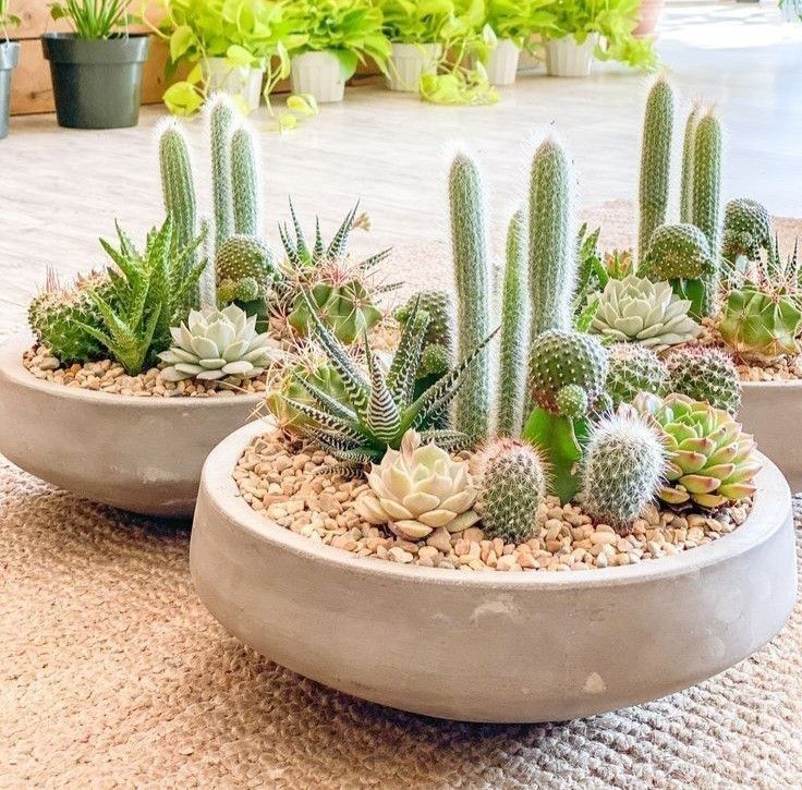 Tổng hợp các công dụng tốt cho sức khỏe của cây xương rồng