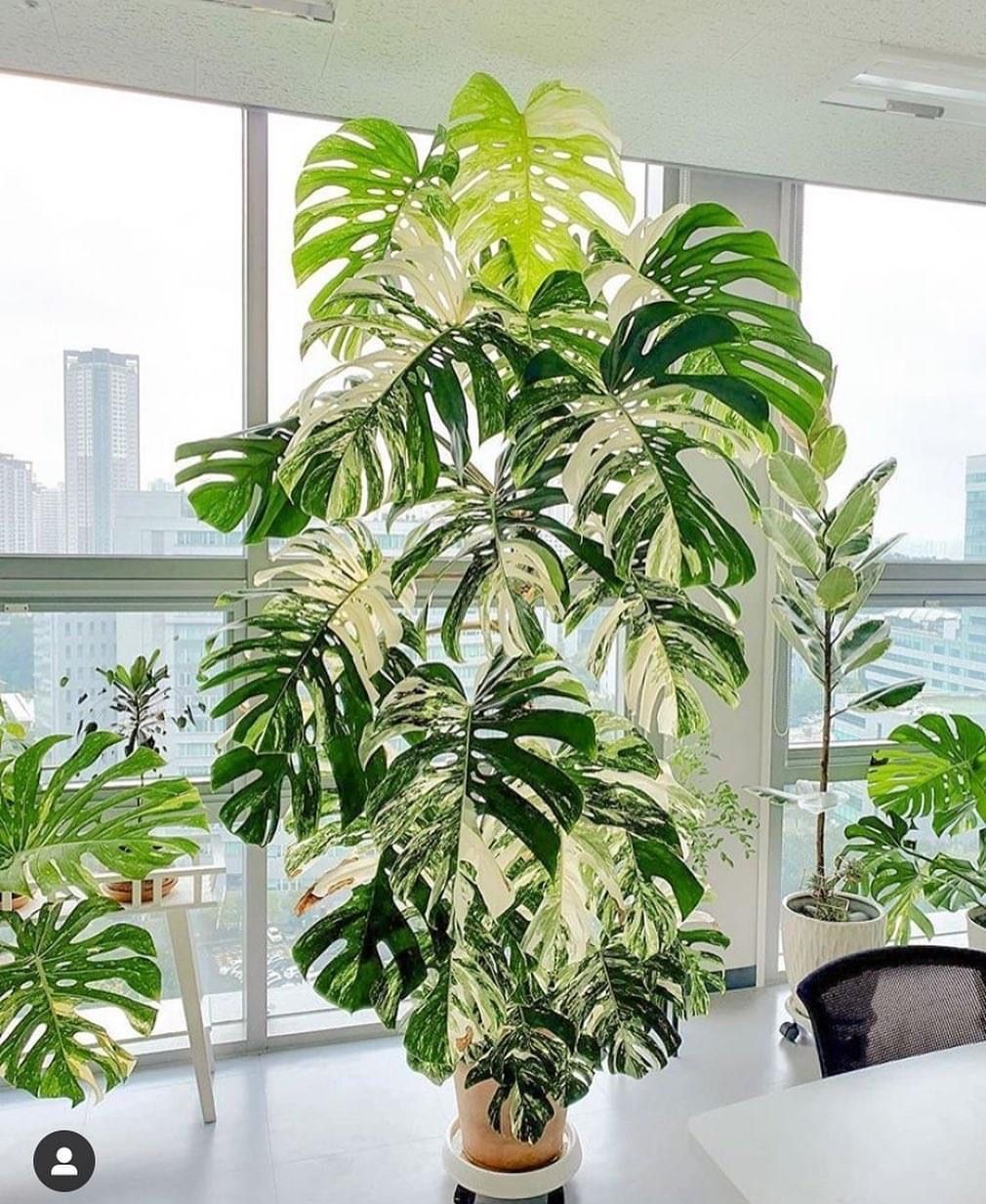 Nhận Biết Và Hướng Dẫn Điều Trị Bệnh Của Kiểng Lá Monstera