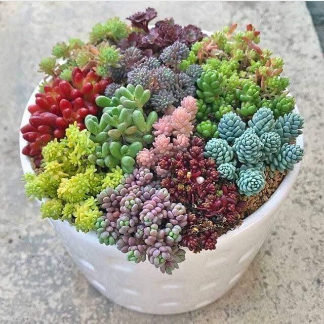 Hướng Dẫn Cách Trồng Và Chăm Sóc Sen Đá (Succulent Plant)