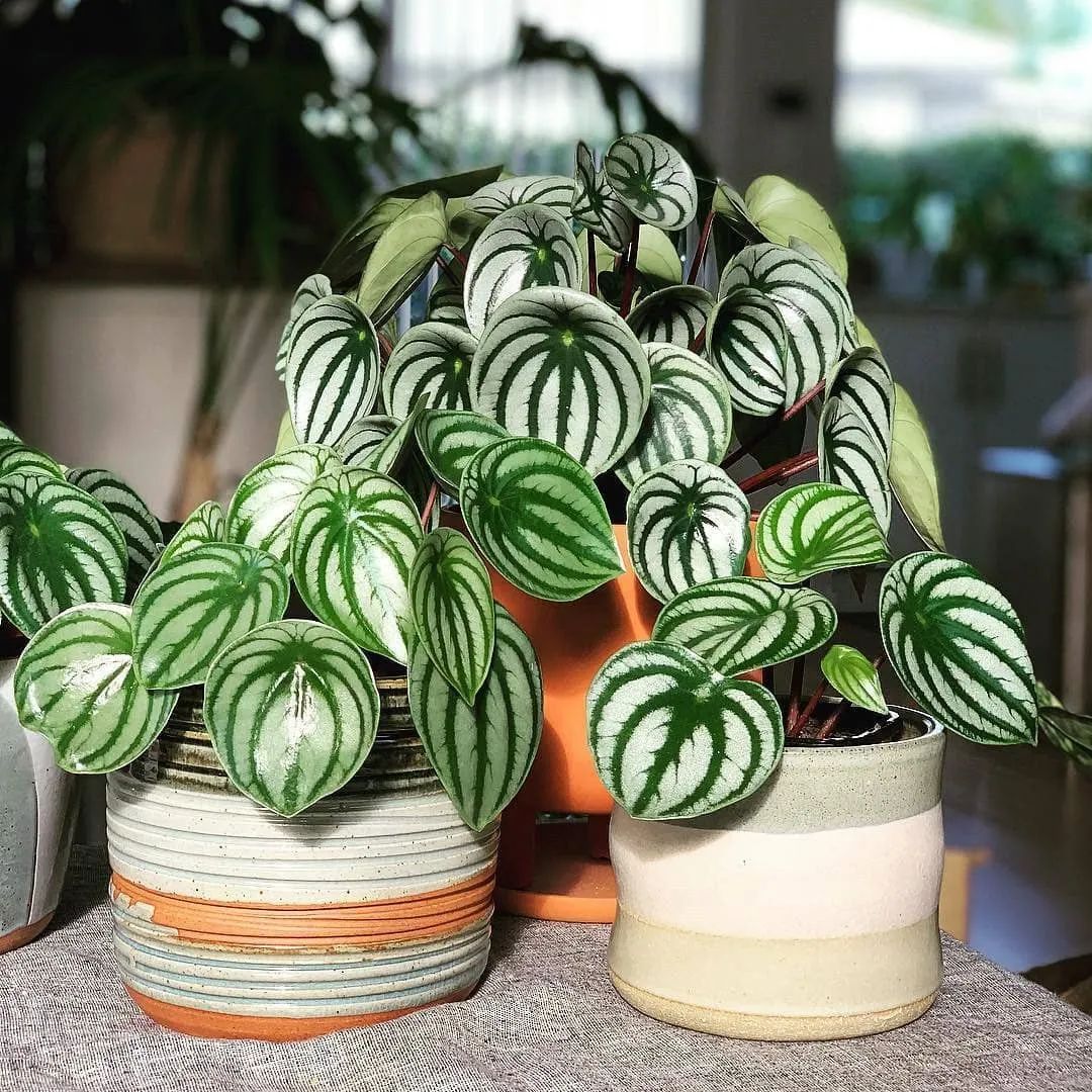 Kiểng Lá Mini – Xu Hướng Decor Xanh Mát Cho Căn Hộ Nhỏ