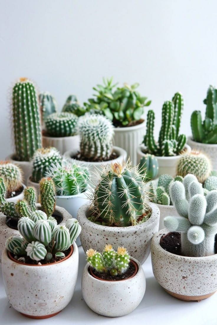 Các Bệnh Thường Gặp Ở Xương Rồng Và Phương Pháp Điều Trị