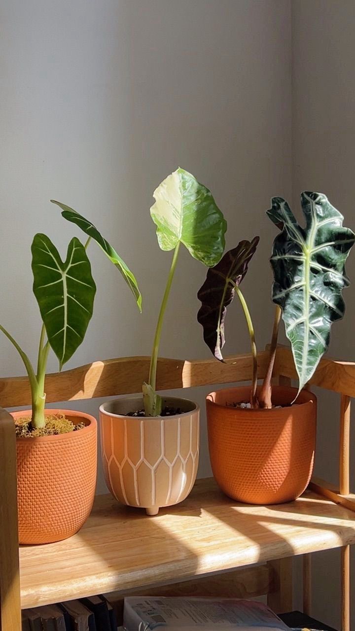 Sự Đa Dạng của chậu Gốm Đất Nung Trong Nghề Thủ Công Mỹ Nghệ Truyền Thống